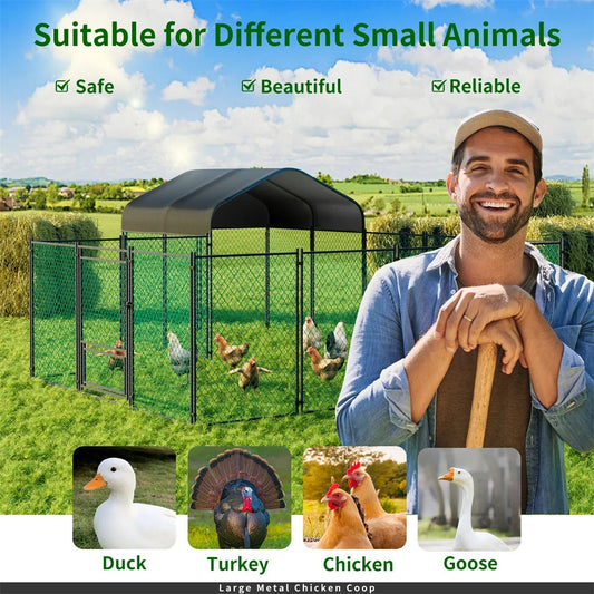 Free-Range vs Enclosed-Run Chickens in the UK – Paw Comfort UK guide