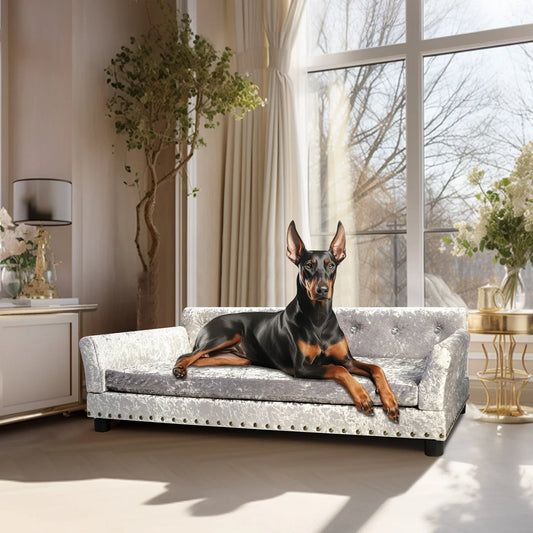 Pet Insurance UK: What Cover Do You Need? – Paw Comfort UK guide