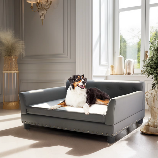 Fleas, Anxiety and Joint Pain: Safe Home Support – Paw Comfort UK guide