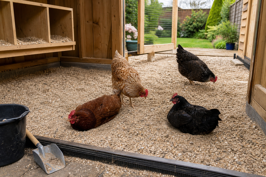 Healthy hens scratching on dry coarse washed sand in a ventilated chicken coop
