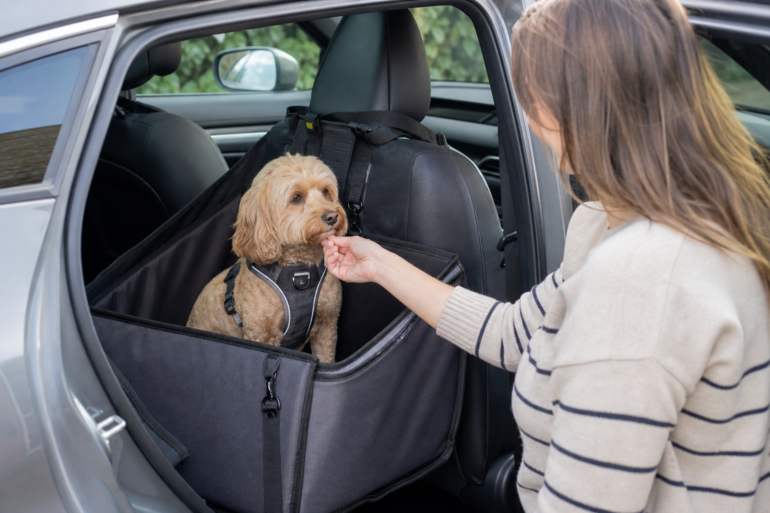Small dog sitting in a rear car seat with a fitted body harness during training