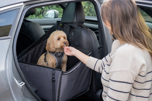 Small dog sitting in a rear car seat with a fitted body harness during training