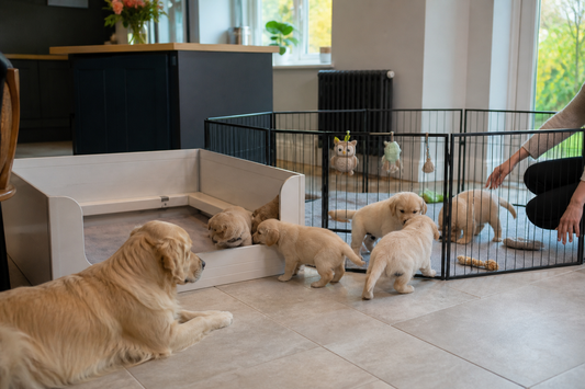Puppies moving from a white whelping box into a black playpen in a UK home