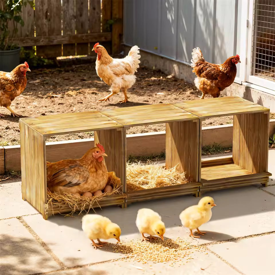 A hen nesting in a wooden compartment box while yellow chicks peck at feed on the ground nearby.