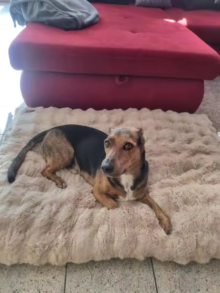 A black and brown dog lying on a plush, beige faux fur dog bed in front of a red sofa.