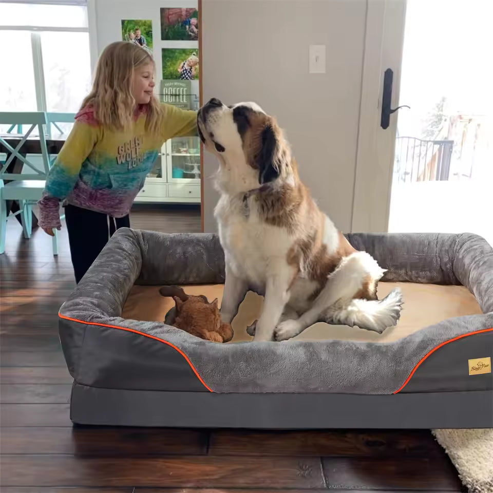 A young girl pets a large Saint Bernard dog sitting in a gray orthopedic bolster bed.