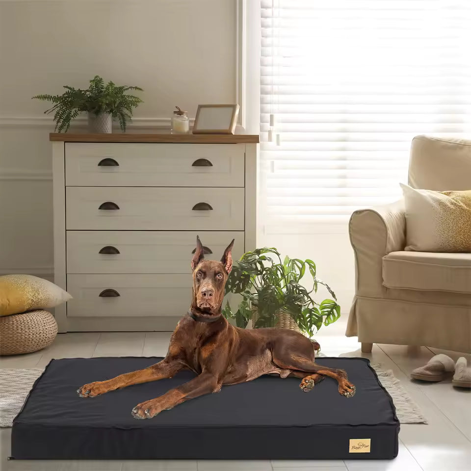 A brown Doberman lying on a large black orthopaedic pet bed indoors.