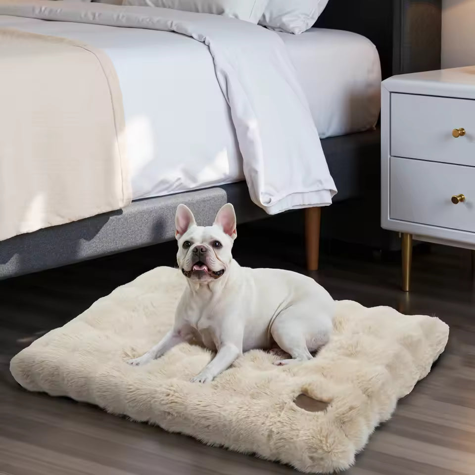 White French Bulldog lies on a fluffy, beige faux-fur crate bed on a wooden floor near a bed.